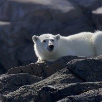 Polar Bear, Spitsbergen, Arctic, Arctic Nature Cruise, Arctic Wildlife Cruise, Arctic Cruise, Naturalist Journeys