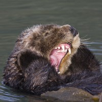 Sea Otter, Pacific Northwest, Olympic Peninsula, Washington, Naturalist Journeys 