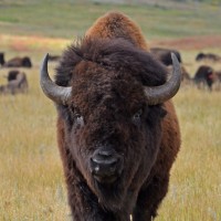 Bison, Black Hills, Black Hills Nature Tour, Naturalist Journeys