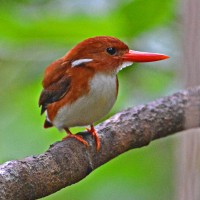 Dwarf Kingfisher, Madagascar, Naturalist Journeys 