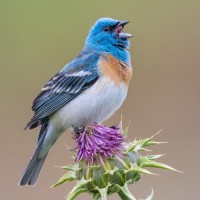 Lazuli Bunting, Colorado Rockies
