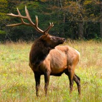 Elk, Yellowstone National Park, Nature Tour, Wildlife Tour, National Park, Naturalist Journeys