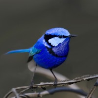 Splendid Fairy Wren, Australia, Australia Nature Tour, Australia Birding Tour, Naturalist Journeys