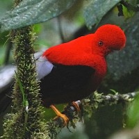 Andean Cock-of-the-rock, Spectacled Bear, Peru, Peru Nature Tour, Peru Wildlife Tour, Peru Birding Tour, Naturalist Journeys
