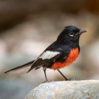 Painted Redstart, Southeast Arizona, Arizona, Arizona Nature Tour, Arizona Birding Tour, Naturalist Journeys