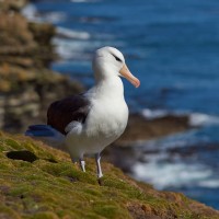 Antarctic Wildlife, King Penguin Colony, Antarctica, Antarctic Nature Cruise, Antarctic Cruise, Naturalist Journeys