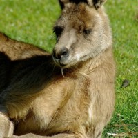 Kangaroo, Australia, Australia Nature Tour, Australia Wildlife Tour, Australia Birding Tour, Naturalist Journeys