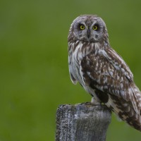 Short-eared Owl, California, California Birding Tour, California Wildlife Tour, California Nature Tour | Naturalist Journeys