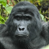 Mountain Gorilla, Uganda, Uganda Safari, Uganda Wildlife Tour, Uganda Nature Tour, Naturalist Journeys