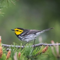 Golden-cheeked Warbler, Texas Hill Country, Naturalist Journeys 