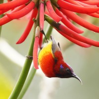 Mrs Gould's Sunbird, India Nature Tour, India Wildlife Tour, India Wildlife Safari, Naturalist Journeys