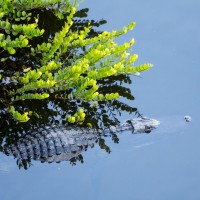 Florida Everglades | American Alligator
