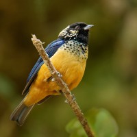 Spangle-cheeked tanager, Panama, Panama Birding Tour, Panama Nature Tour, Naturalist Journeys