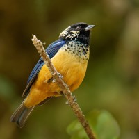 Prothonotary Warbler, Panama, Panama Birding Tour, Panama Nature Tour, Naturalist Journeys