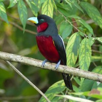 Black-and-red Broadbill, Thailand, Thailand Birding Tours, Asia Birding Tours, Naturalist Journeys 