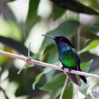 Black-billed Streamertail, Jamaica, Jamaican Endemics, Naturalist Journeys, Birding Tour, Jamaica Birding Tour