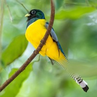 Crested Guan, Panama, Naturalist Journeys