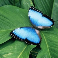 Blue Morpho, Panama, Panama Natural History Tour, Naturalist Journeys
