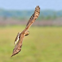 Northern Harrier