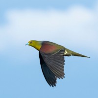 White-bellied Green-pigeon, Taiwan