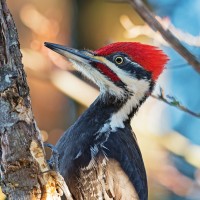 Pileated Woodpecker, Oregon, Oregon Birds, Oregon Birds and Nature