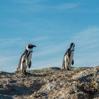 African Penguins, South Africa, African Safari, South African Safari, South Africa Wildlife Safari, Naturalist Journeys