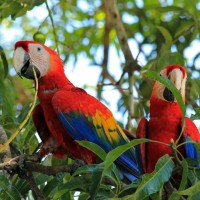 Scarlet Macaw, Costa Rica, Naturalist Journeys