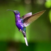 Violet Sabrewing, Costa Rica, Naturalist Journeys, Costa Rica Birding Tour, Costa Rica Nature Tour