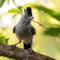 Barred Antshrike, Belize, Belize Nature Tour, Belize Birding Tour, Naturalist Journeys