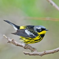 Magnolia Warbler, Biggest Week in Birding, Ohio, Naturalist Journeys 