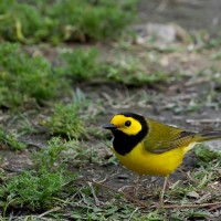 Hooded Warbler, Cape May, Naturalist Journeys