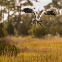 Wood Stork, Georgia, Little St. Simons Island, Savannah, Georgia Birding Tour, Georgia Nature Tour, Naturalist Journeys