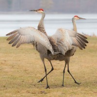 Sandhill Cranes, Sandhill Crane Migration Tour, Platte River, Nebraska, Migration Tour, Naturalist Journeys