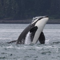 Orca, Glacier Bay, Alaska, Naturalist Journeys 