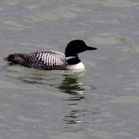 Common Loon, Isle Royale, Lake Superior Nature Tour, Great Lakes Nature Tour, Naturalist Journeys