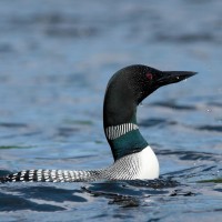 Common Loon, Isle Royale, Lake Superior Nature Tour, Great Lakes Nature Tour, Naturalist Journeys