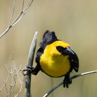 Yellow-headed Blackbird, Kansas, Tallgrass Prairie, Kansas Nature Tour, Tallgrass Prairie Tour, Naturalist Journeys