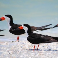 Black Skimmers, Cape May, Naturalist Journeys